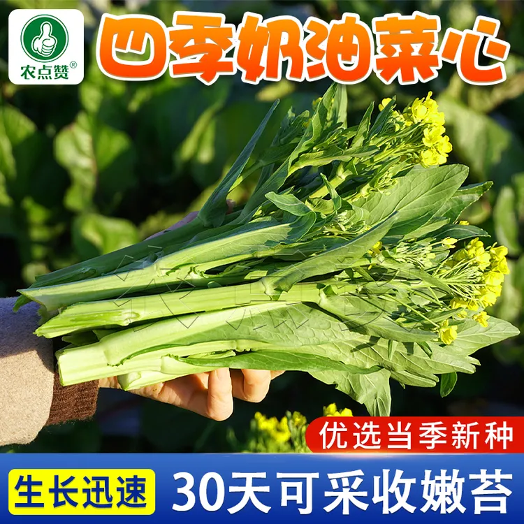 奶油菜心种子 广东甜菜心四季菜苔脆口抗寒盆栽小院种植蔬菜种子