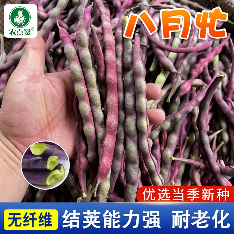 八月忙豆角种子 冻死鬼耐热耐寒高产无筋豆角四季豆家庭蔬菜种籽