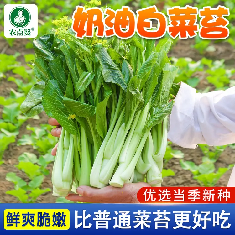 奶油白菜苔种子  菜心苔芯青菜大田庭院盆栽春秋四季采收蔬菜种籽