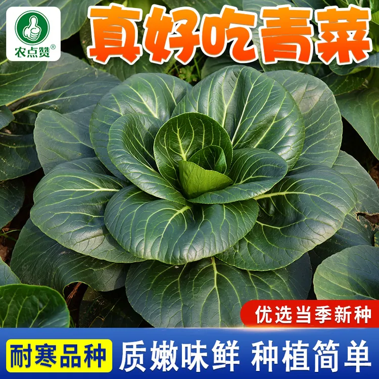 真好吃青菜种子  矮脚青菜种子叶片颜色墨绿色纤维少口感好