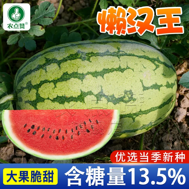 懒汉王西瓜种子超甜特大懒汉西瓜强四季易种植水果西瓜籽蔬菜