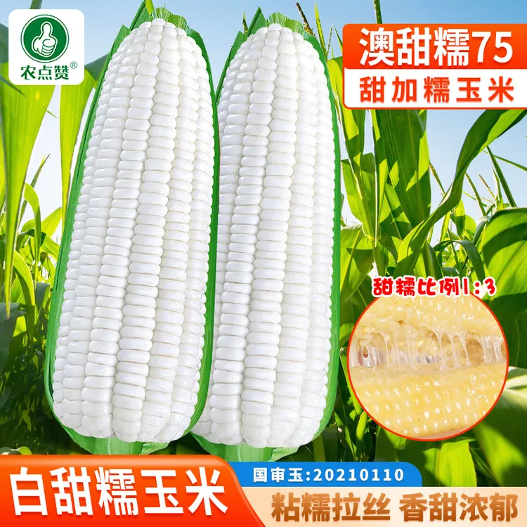 【澳甜糯75号】白玉米甜糯玉米种籽蔬菜高产大棒玉米种孑籽