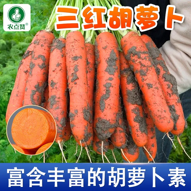 胡萝卜种子 三红胡萝卜水果萝卜耐热耐寒夏秋播种四季蔬菜种子