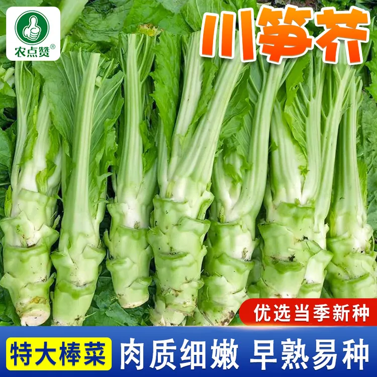 川笋芥种子 棒菜大笋芥菜青皮菜头榨菜秋季高产蔬菜家庭庭院种植