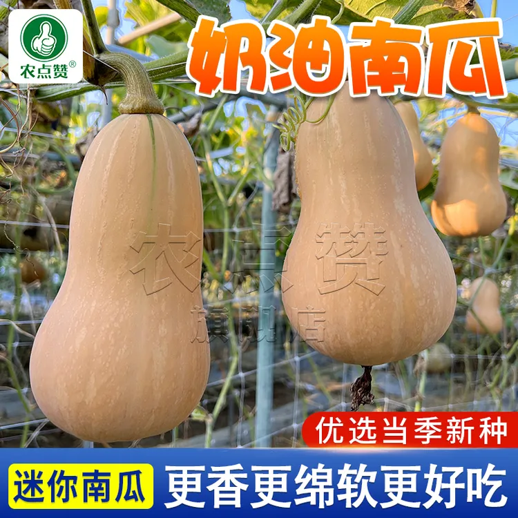 【奶油南瓜种子正】 香甜软糯肉质细嫩阿根廷蜜本南瓜蔬菜种子