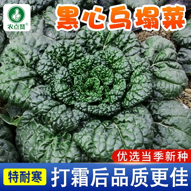 黑珍珠黑心乌塌菜种子 秋冬耐寒黑菜菊花心黑叶菜种农家蔬菜菜子