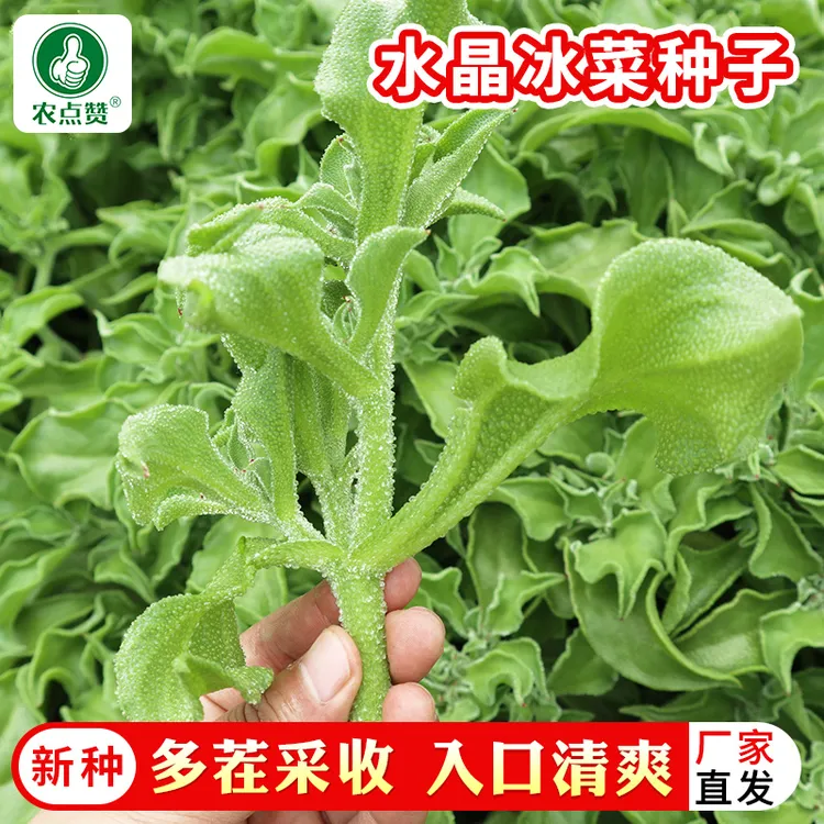 冰菜种子盆栽蔬菜种籽种冰草四季播种春秋季菜种籽大全抗寒耐旱