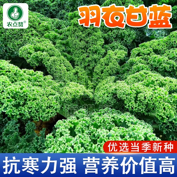 羽衣甘蓝种子种籽食用紫羽衣甘蓝苗秧四季秋冬耐寒阳台盆栽蔬菜孑