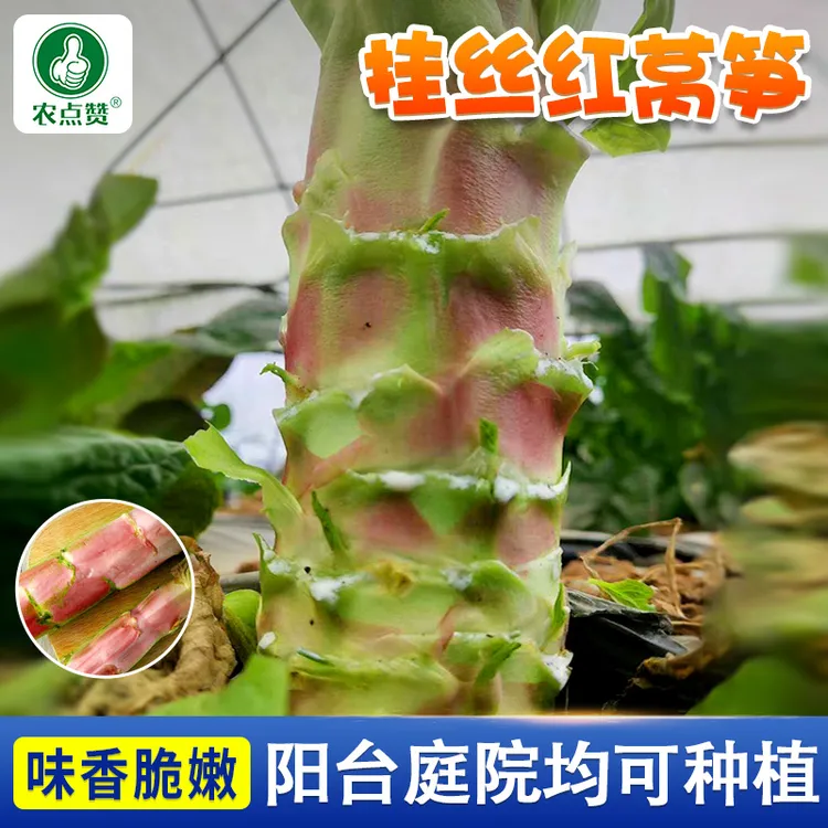 挂丝红莴笋种子秋冬菜圆叶莴笋种籽脆香红莴笋田园蔬菜种子青绿
