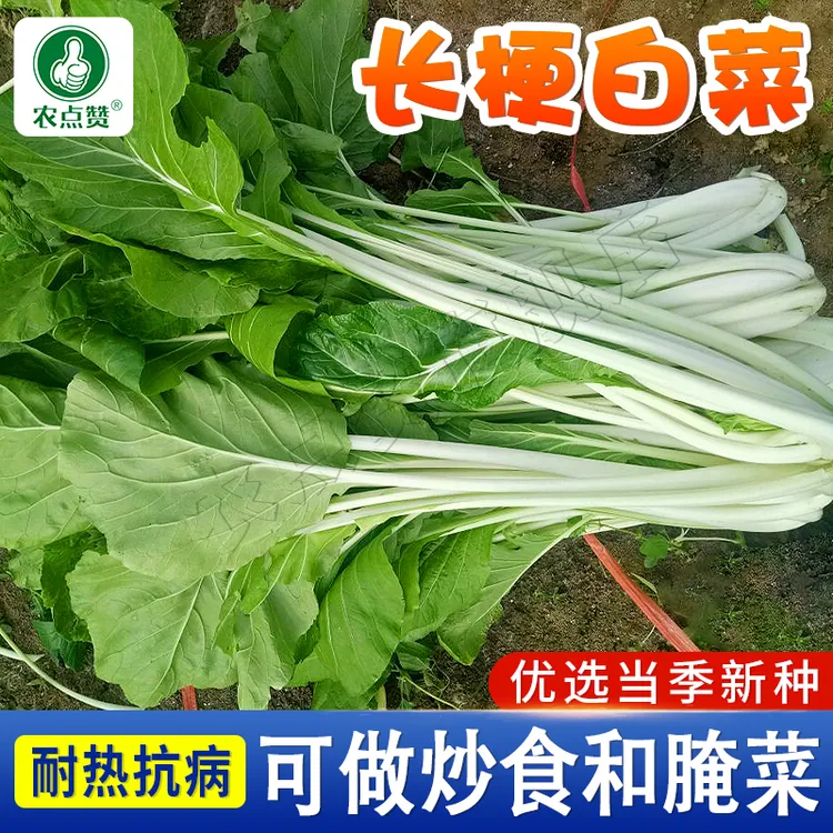长梗白菜种子   秋季高脚白菜长杆长梗青菜腌菜阳台盆栽蔬菜种籽
