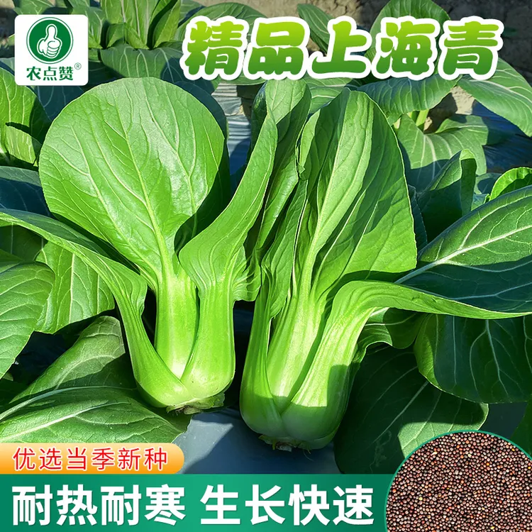 四季小青菜种子   青梗上海青阳台庭院盆栽简单蔬菜种籽大田种植