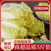 【现挖现发】鲜嫩黄心娃娃菜时令蔬菜新鲜火锅黄心菜泡菜食材包邮