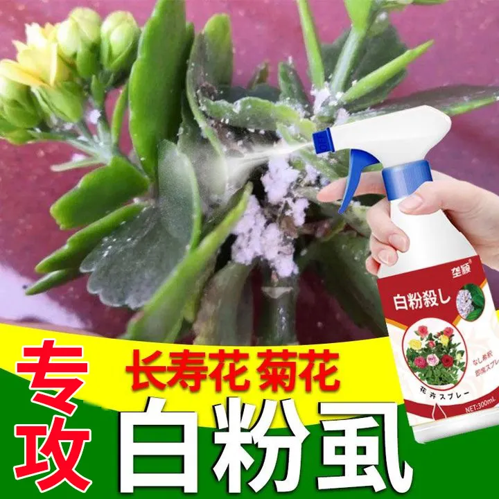长寿花专用除菌剂防白粉病白粉虱蚧壳虫黄叶黑斑长寿花营养液肥料