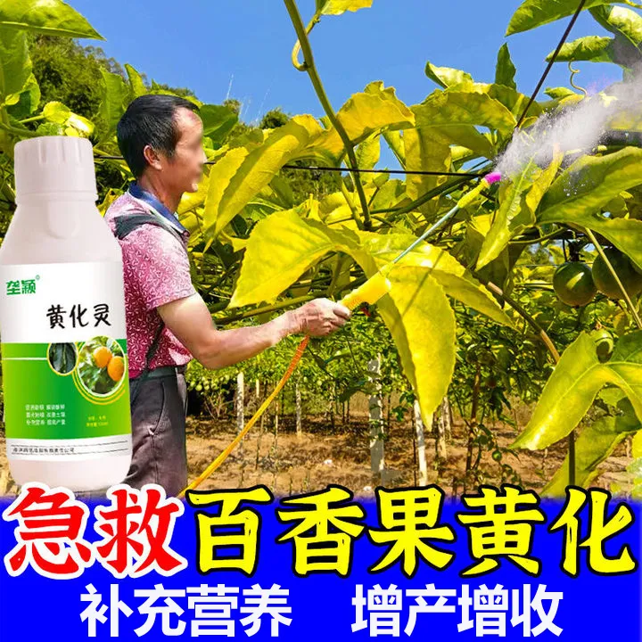 【急救黄化】百香果黄化病黄叶病卷叶病黄龙病毒病百香果专用叶面肥
