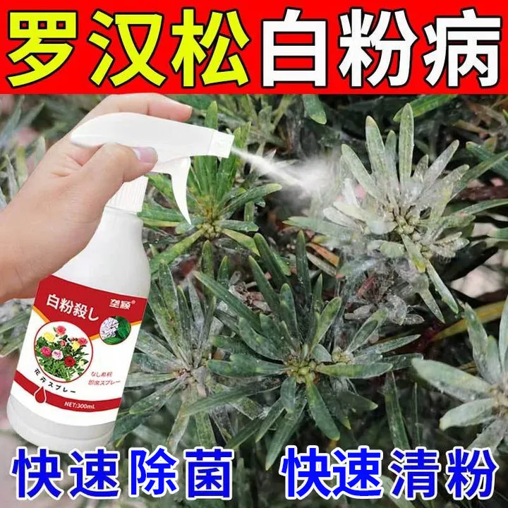 罗汉松专用除菌剂防白粉病白粉虱蚧壳虫黑斑病叶枯黄叶罗汉松肥料