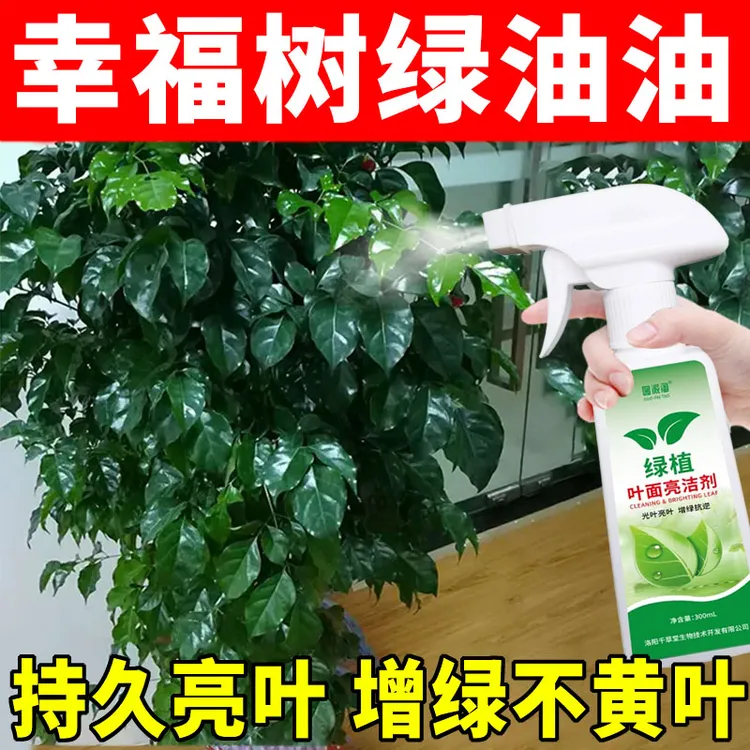 叶面光亮肥幸福树绿油油除污除尘剂家庭公司办公室通用绿植营养液