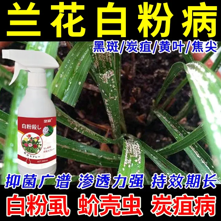 兰花专用除菌剂兰草防白粉病白粉虱蚧壳虫黑斑叶斑兰花营养液肥料