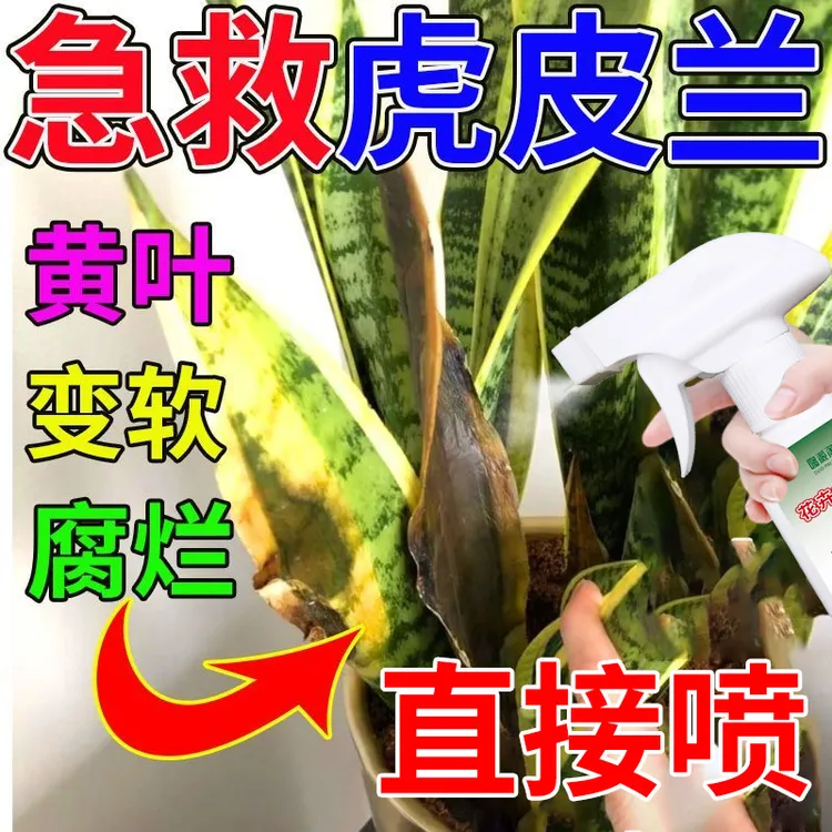 虎皮兰叶片黄软黄叶腐烂多菌灵枯叶金边虎皮兰水培土培营养液肥料