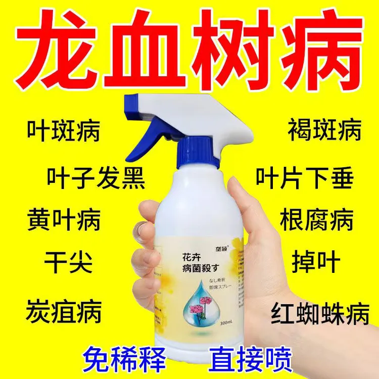 龙血树黄叶干枯死苗烂根焦尖肥料专用肥叶斑炭疽黑斑根腐病除菌剂