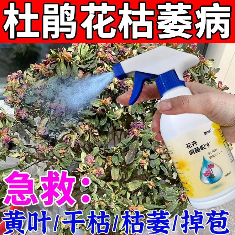 杜鹃花专用叶斑病枯萎干尖黄叶焦尖黑斑病白粉病盆栽通用除菌剂肥