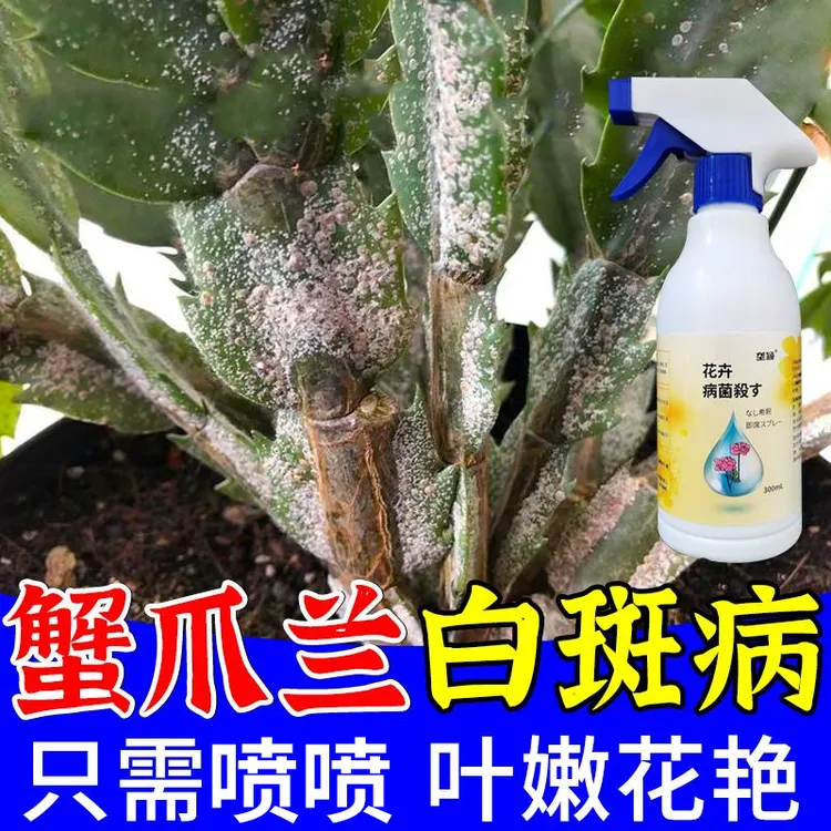 蟹爪兰白斑病专用营养液肥料防白粉炭疽黑斑锈病软腐除菌喷剂肥料