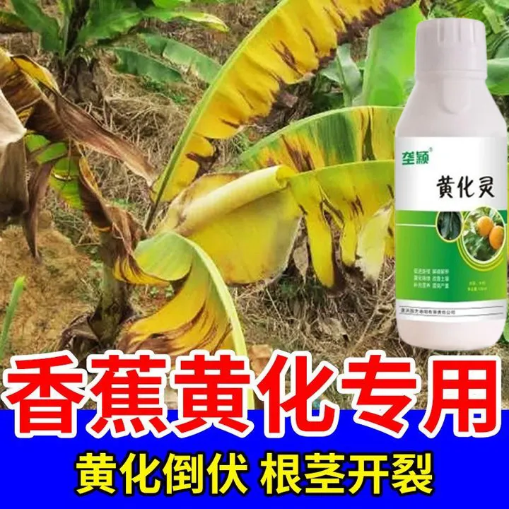 香蕉病害专用肥料黄化灵黄化黄叶黄斑黄龙病枯萎病果树香蕉叶面肥