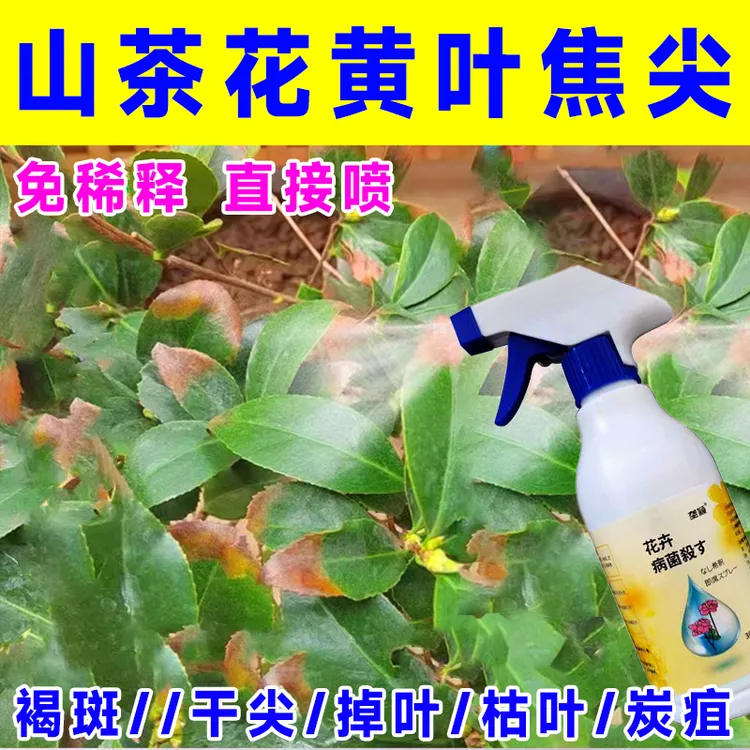 茶花叶尖枯焦专用喷雾剂枯枝黑斑叶斑黄叶炭疽白粉褐斑通用除菌剂