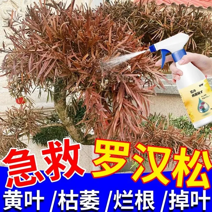 罗汉松营养液枯叶病黄叶黑霉病烂根枯萎白粉病防病害除菌专用肥料