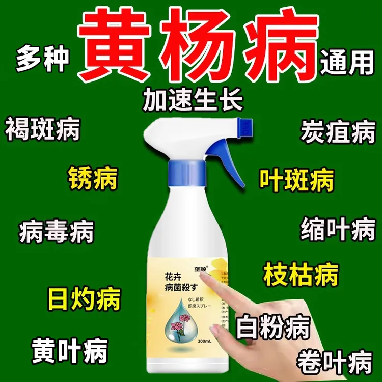 黄杨树黄叶枯萎专用肥料落叶枯枝炭疽白粉卷叶褐斑病害通用除菌剂
