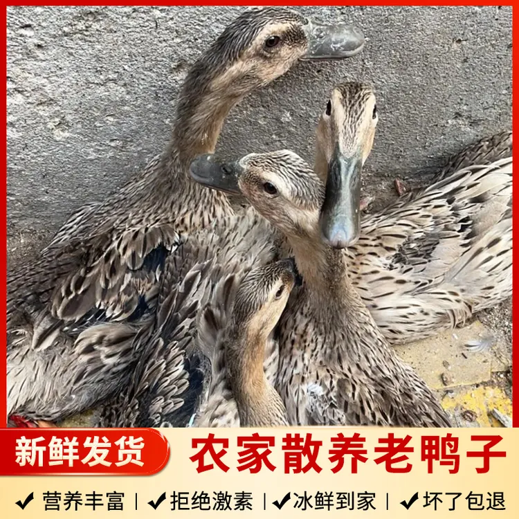 朱婷（食品）江苏阜宁农家 散养老鸭 一只3.0斤以上  顺丰发货
