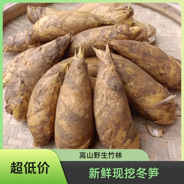 2025新鲜冬笋湖南现挖高山冬笋鲜嫩竹笋去老根鲜笋野生冬笋