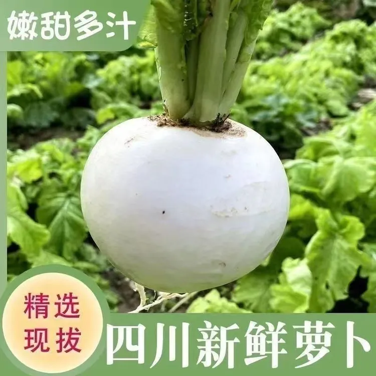 白萝卜新鲜农家自种现摘现发圆萝卜新鲜蔬菜空心包退包邮5斤9斤