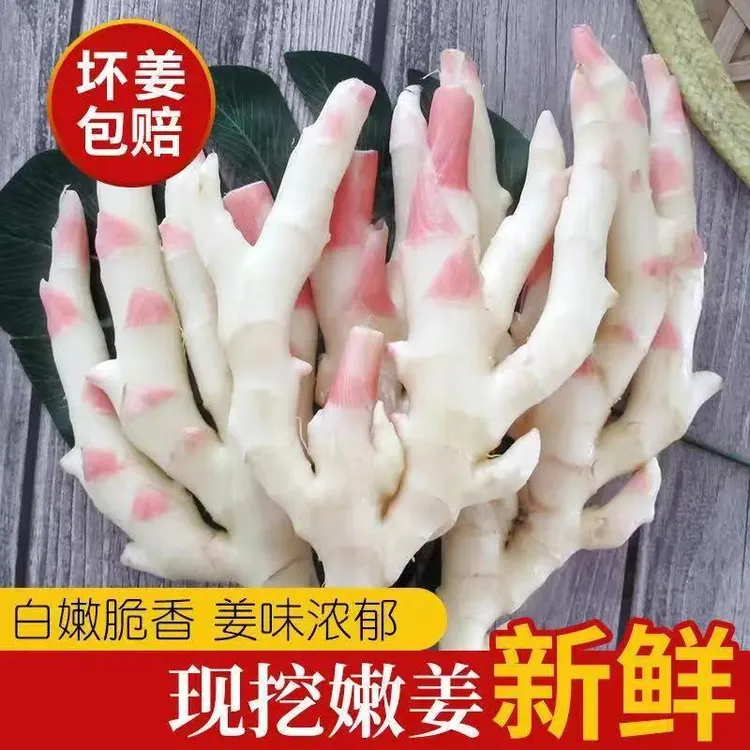 四川新鲜嫩姜红芽嫩仔姜生姜姜芽醋泡姜农家菜泡菜搭档1/3/5/斤