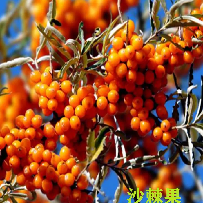 俄罗斯纯进口沙棘果汁