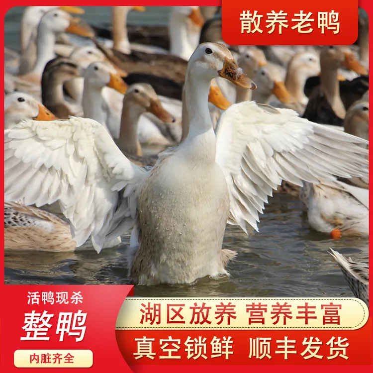 洪湖2年老麻鸭1kg/只湖区散养老鸭子新鲜宰杀肉质精瘦顺丰包邮