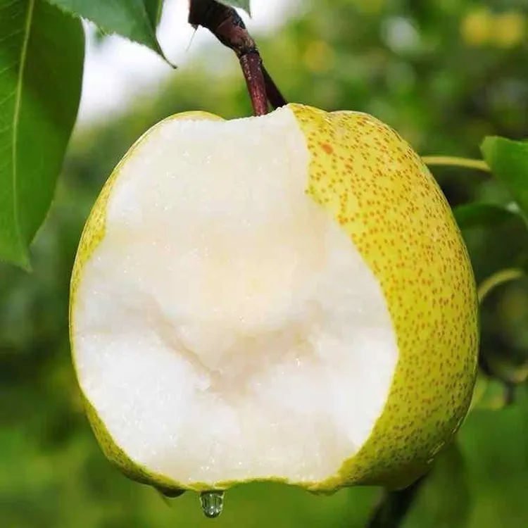 新鲜砀山酥梨子水果新鲜砀山梨苹果梨甘甜当季水果皮薄原产地发EL