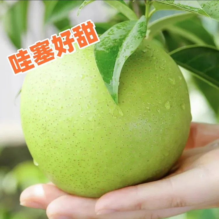 【哇塞好甜】新鲜皇冠梨子现摘新鲜水果皇冠翠玉梨当季青皮梨子W