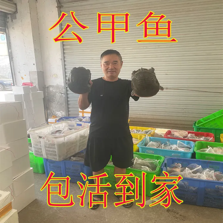 阳光棚1.5斤-2斤公甲鱼