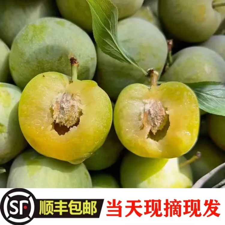 顺丰包邮-贵州高山老树四月脱骨李 柑甜可口现摘现发1-5斤