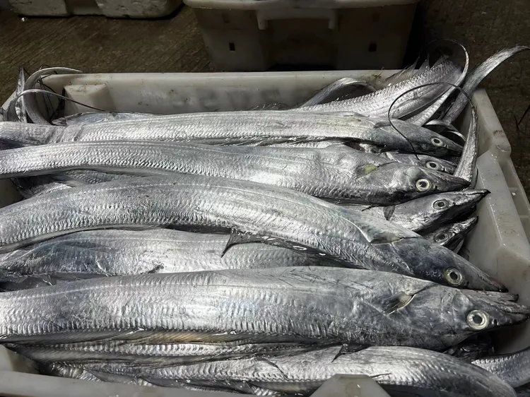 海钓海捕大号黑眼油带鱼 速冻锁鲜发 个别破肚 4斤共7-8条左右