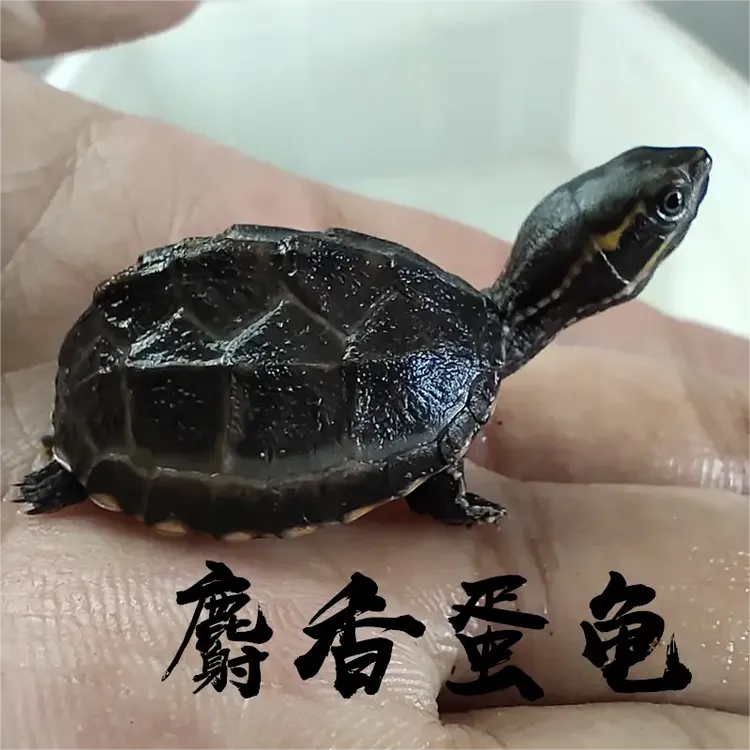 （麝香龟直播链接）一物一价 未挑选私拍随机发全品   冷水深水蛋龟