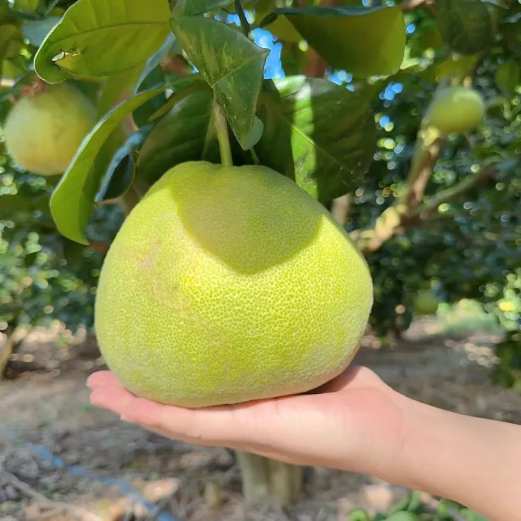 仙游特产红心文旦柚