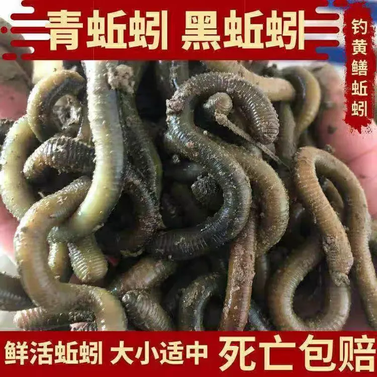 活饵活体特大号鲜活浓腥青黑臭骚养殖钓鱼饵料青蚯蚓活饵蚯蚓饵料