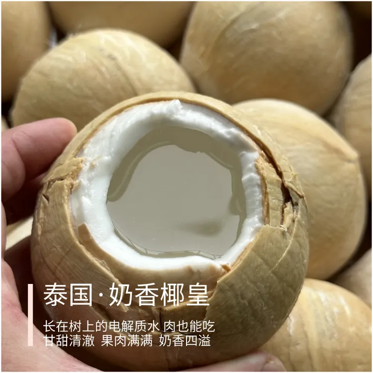 泰国奶香椰皇 树上的饮料 汁水好喝 果肉能吃 大果430g以上 椰子