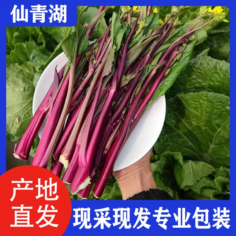 新鲜现采湖北菜苔红菜苔菜苔2斤4斤顺丰包邮