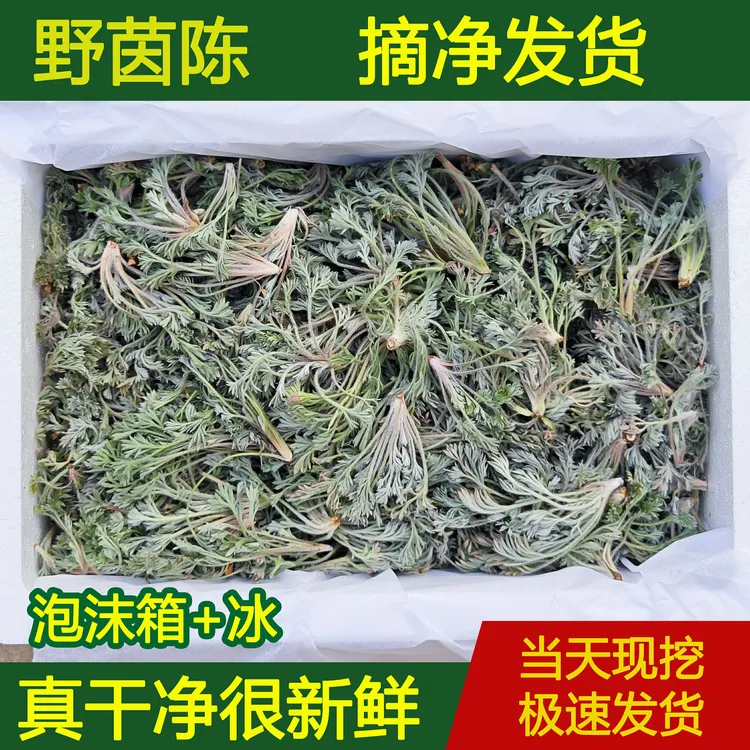 新鲜茵陈现挖白蒿野生茵陈蒿蒸菜绵茵陈茶湿茵陈摘净新鲜干净野菜