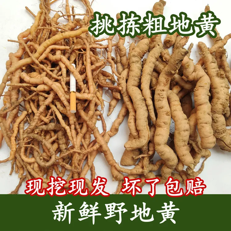 河南野生地黄根新鲜地黄地髓细地黄饮子榨汁煲汤深山现挖500克