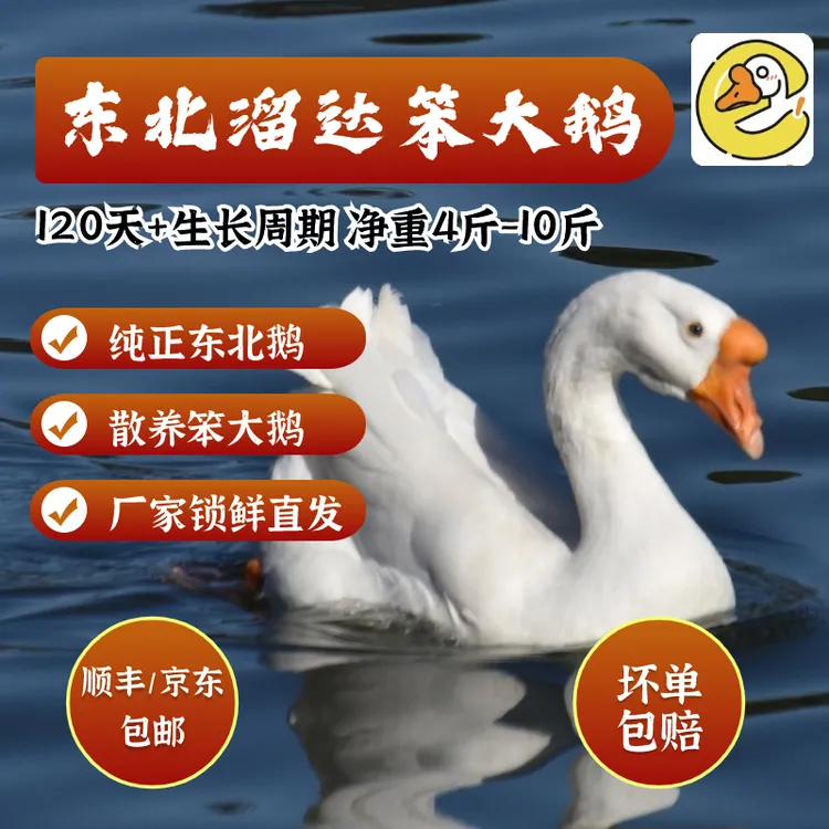 单大姐【地头卖】东北溜达笨大鹅 东北直发顺丰包邮送货上门