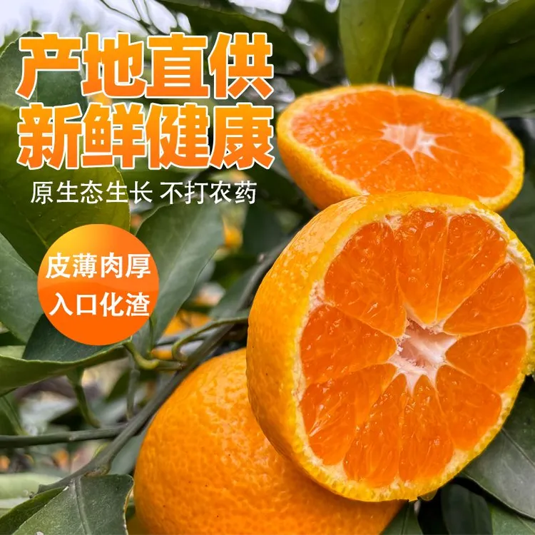 正宗石门柑橘桔子当季新鲜蜜桔产地直发无籽橘子孕妇水果整箱包邮