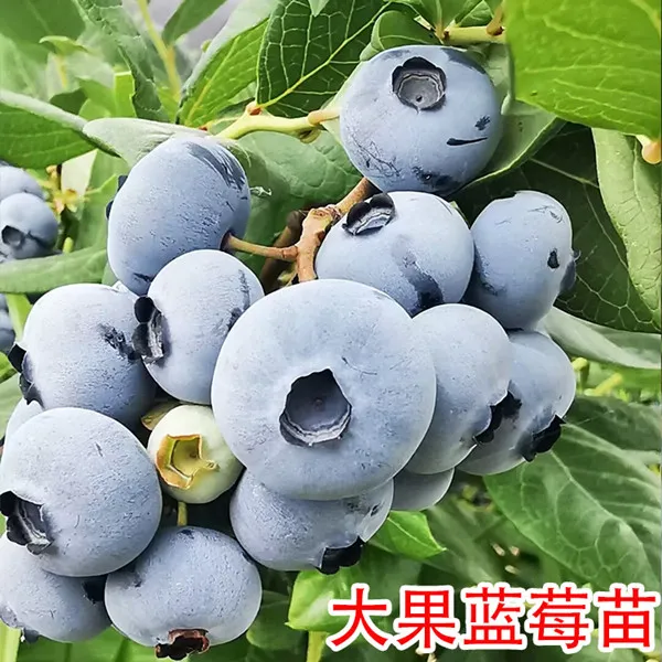 正宗当年结果盆栽带果庭院栽植果树别墅阳台北方耐寒蓝莓树果苗苗
